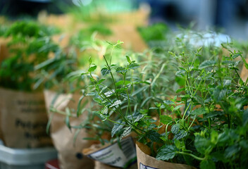 herbs in pots