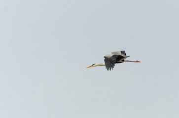 Grey heron bird in flight on grey sky (Ardea cinerea)