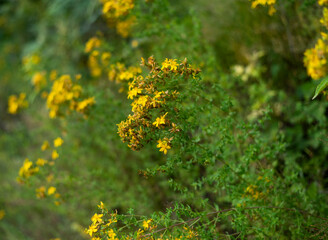 St. John's wort on mountain