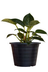 Philodendron Birkin is growing in black plastic pot isolated on white background included clipping path.