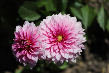 Obraz premium Pink dahlias close-up. Opened flower buds on a green background.
