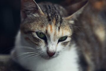 close up portrait of a cat