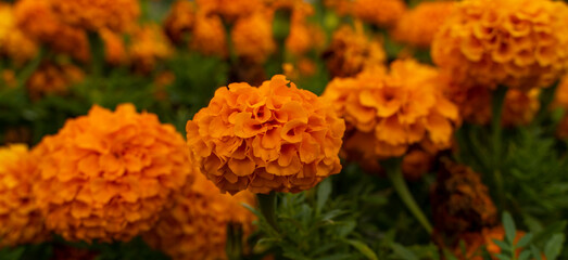 Marigold flowers in the meadow.