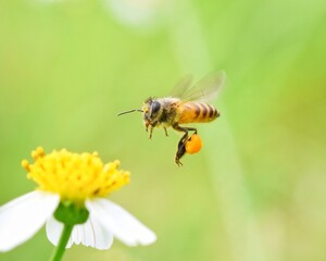 bee on flower