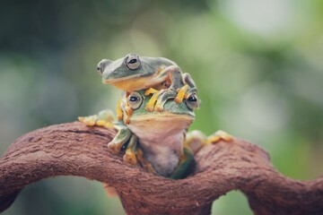 frog on a tree
