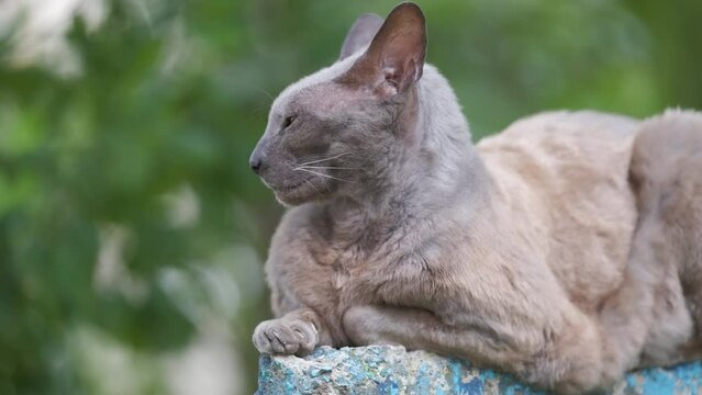 Big gray angry looking Sphinx breed stray cat resting on steet outdoors in summer