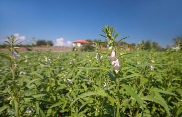 Green sesame plant blooming in field and bud