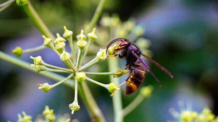 Giant asian wasp