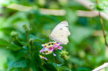 White butterfly Posing on a Group of little flowers