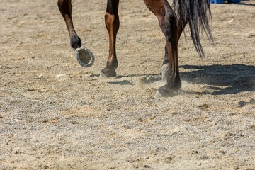 Fototapeta premium movement of the hooves that shake the ground at the equestrian school