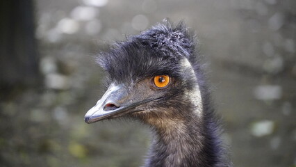 the beautiful look of the ostrich.