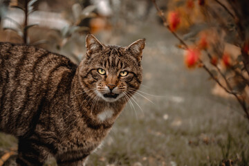 Cat in garden