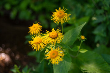 heart leaf ox eye flowers next to the river