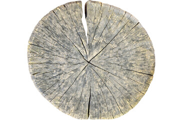 Big tree trunk slice cut from old wood isolated on white background. Textured surface with rings and cracks. Beautiful pattern of annual rings on cut of tree. Close-up. Selective focus.