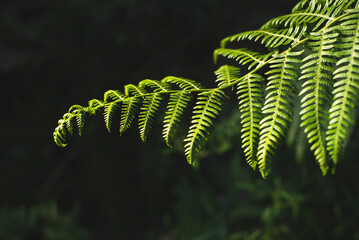 Green fern at sunset light