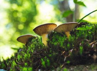 Group of Russula mushrooms growing on moss in forest