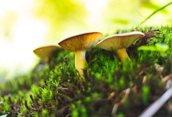 Group of Russula mushrooms growing on moss in forest