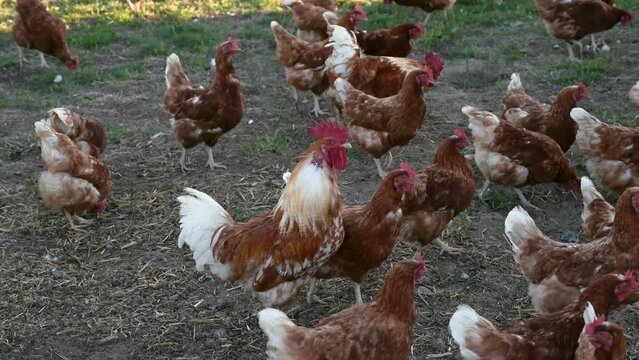 viele Huehner in Freilandhaltung auf einem Biobauernhof scharren und picken. Der Hahn kr&auml;ht