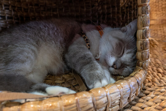 cute sleeping cat in the basket