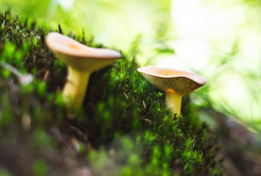 Group of Russula mushrooms growing on moss in forest