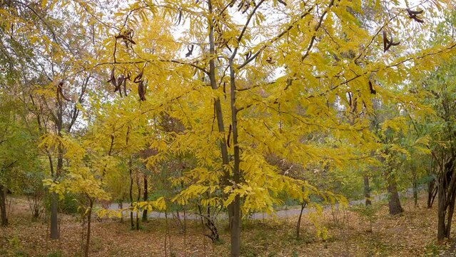 The golden leaves of the tree in autumn and the beautiful surroundings