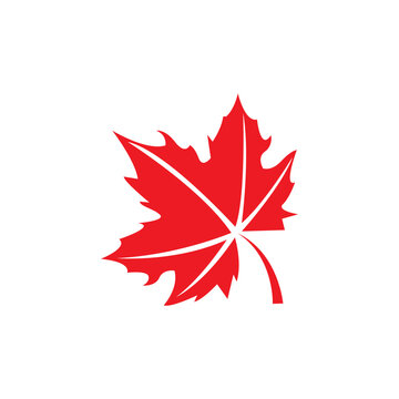 icon of a maple leaf. raster illustration, background logo