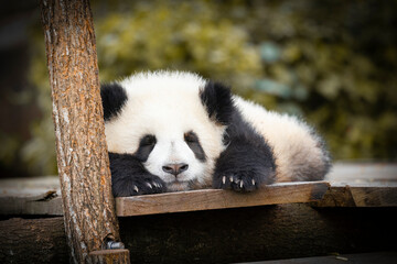 A Sleeping cute panda cub