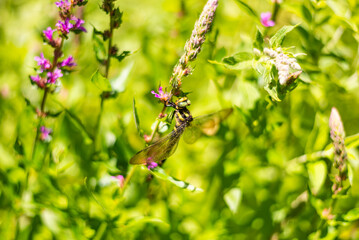 Close up photo of dragonfly insect on flower