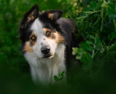 photo d'un chien