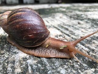 snail on a leaf