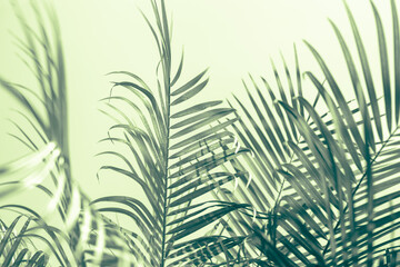 Tropical palm leaves on a pastel green background. Toned soft leaves background