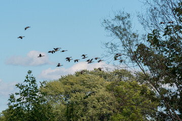 Canada Geese Fly In Loose Formation Against A Blue Sky