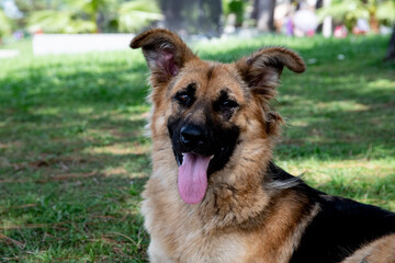 Cute street dog. Dog portrait.