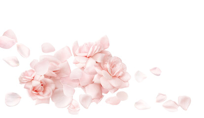 Pale pink rose on white background with petals, closeup texture of rose petals