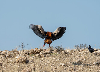 Bateleur Eagle