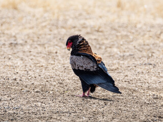 Bateleur Eagle
