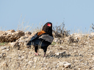 Bateleur Eagle