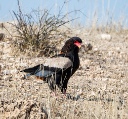 Bateleur Eagle