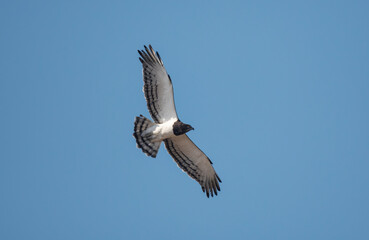 Black-chested Snake Eagle