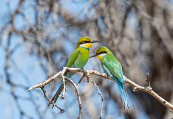 Swallow-tailed Bee-eater