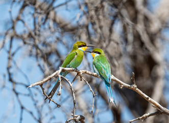 Swallow-tailed Bee-eater