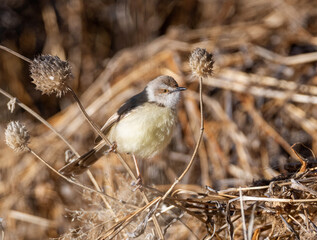 Black-chested Prinia