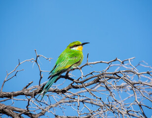 Swallow-tailed Bee-eater
