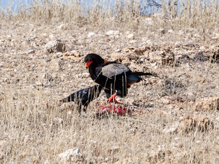 Bateleur Eagle With Kill