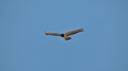 Black-chested Snake Eagle