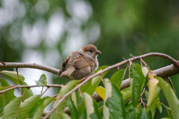 スズメが枝にとまる東京ミッドタウン