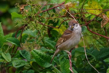 東京赤坂にある東京ミッドタウンのスズメ