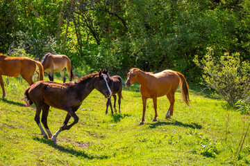 A herd of horses graze in the meadow in summer and spring, the concept of cattle breeding, with space for text.