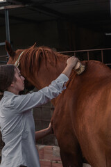 young farm girl brushing her beautiful brown horse