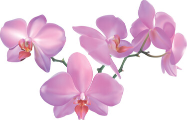 orchid Illustration